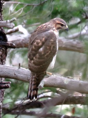 Gray Hawk (juvenile)