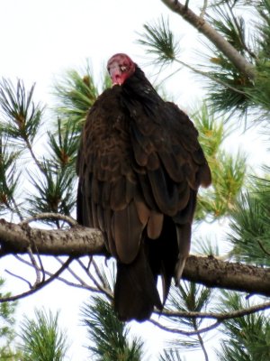 Turkey Vulture (adult)