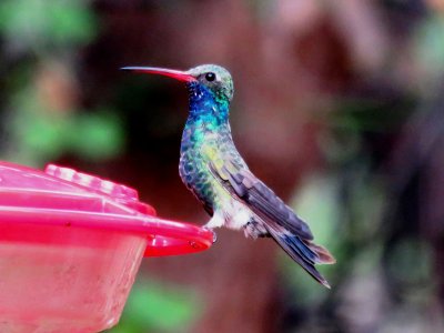 Broad-billed Hummingbird (adult male)
