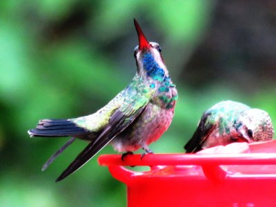 Broad-billed Hummingbird (juvenile male)