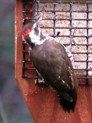 Arizona Woodpecker (male)