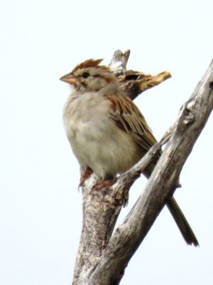 Rufous-winged Sparrow (adult male)
