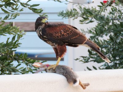 Harris's Hawk (juvenile)
