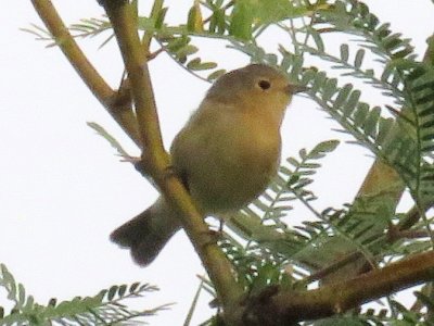 Lucy's Warbler (female)