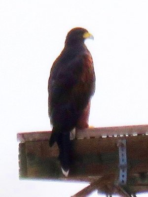 Harris's Hawk (adult female)