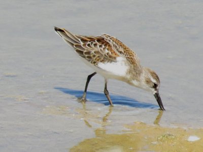 Western Sandpiper (adult)