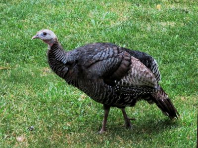 Wild Turkey (adult female)