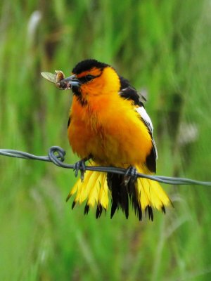 Bullock's Oriole (adult male)