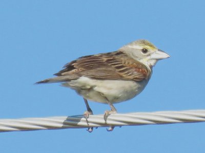 Dickcissel (adult male)