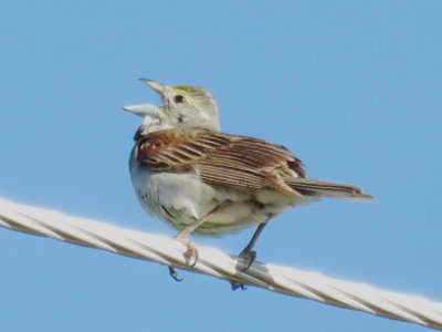 Dickcissel (adult male)