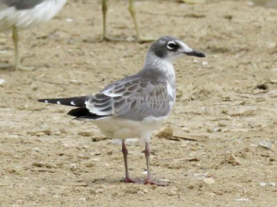 Franklin's Gull (juvenile)