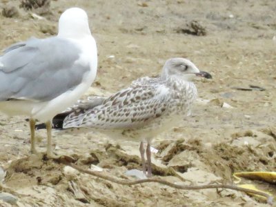 Ring-billed Gull (juvenile)