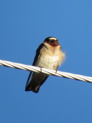 Cliff Swallow (adult)