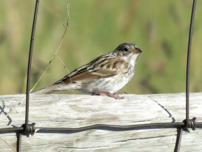 Vesper Sparrow (worn adult)