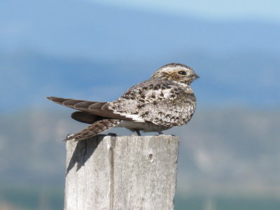 Common Nighthawk (adult)