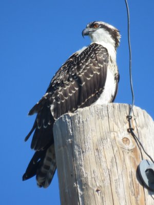 Osprey (juvenile)