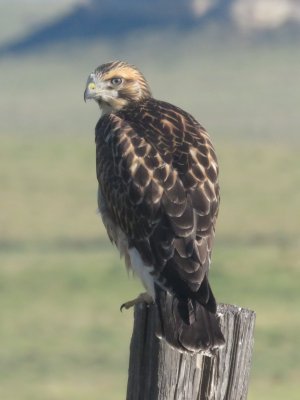 Swainson's Hawk (juvenile)