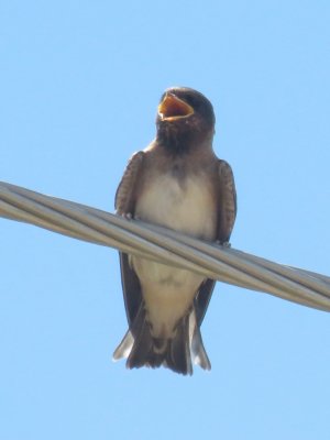 Rough-winged Swallow (juvenile)