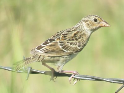 Grassshopper Sparrow (juvenile)