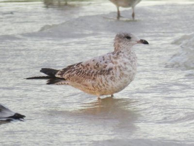 Ring-billed Gull (juvenile)