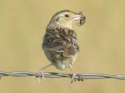 Grasshopper Sparrow (adult)