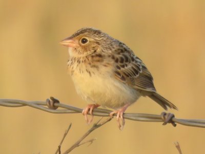 Grasshopper Sparrow (juvenile)