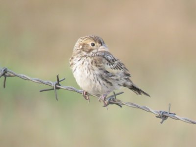 Lark Bunting (juvenile)