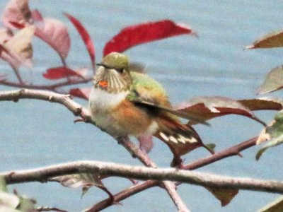 Rufous? Hummingbird (juvenile male)