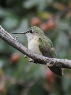 Calliope Hummingbird (female)