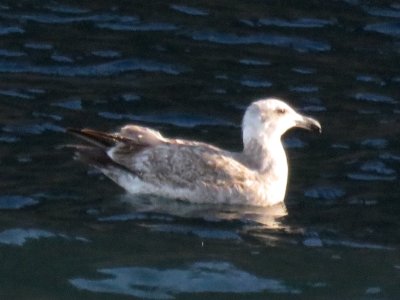 Olympic Gull