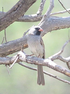 Black-chinned Sparrow (adult male)