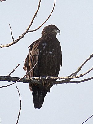 Bald Eagle (first cycle)