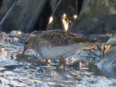 Pectoral Sandpiper