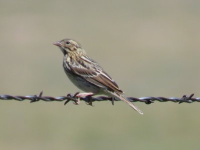 Savannah Sparrow (juvenile)