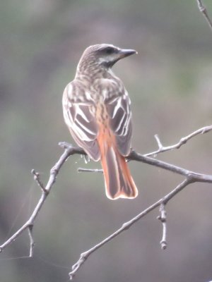 Sulphur-bellied Flycatcher