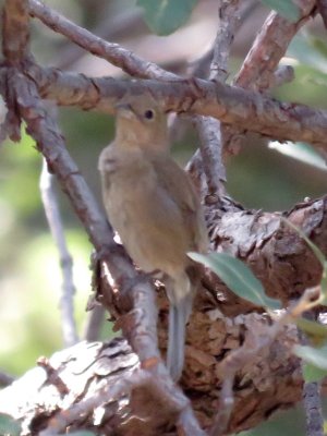 Varied Bunting (adult female)