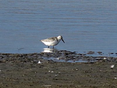 Sanderling (juvenile)