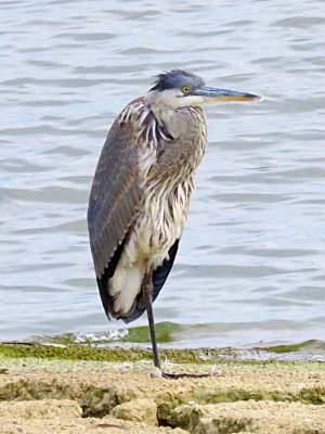 Great Blue Heron (juvenile)