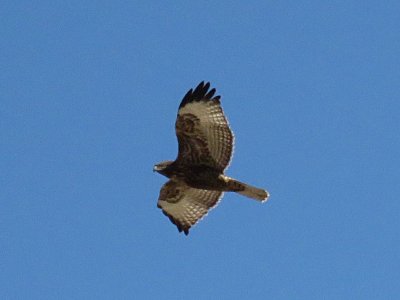 Red-tailed Hawk (Western, intermediate phase, juvenile)