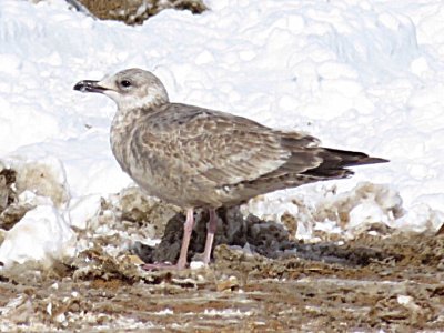 Mystery Gull AM Possible Slaty-backed Gull