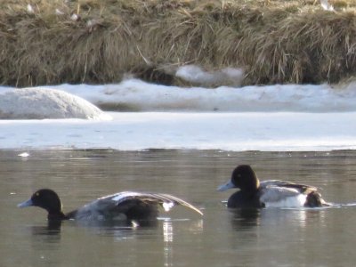 Bird in question  on left. Short wing stripe. 