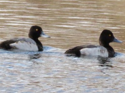 Hybrid Greater x Lesser Scaup (NOT)