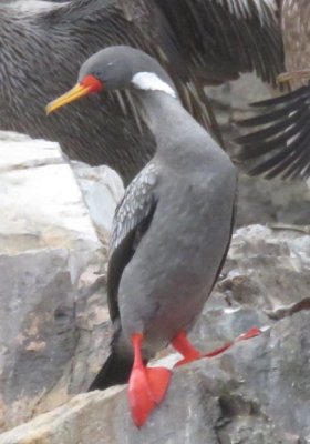 Best Bird Pics from Peru