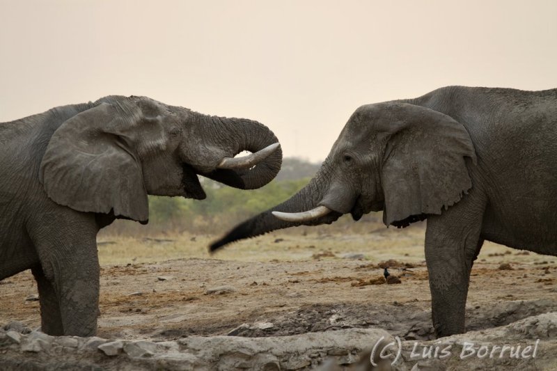 Savuti elefantes