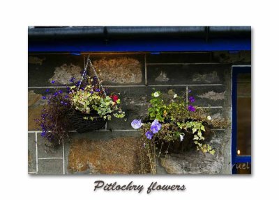 PitlochryFlores2.jpg