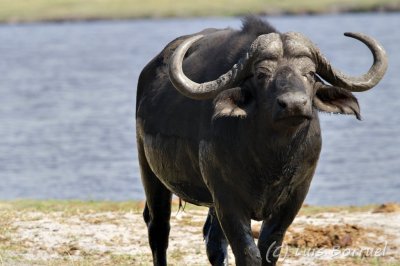 Chobe River front bufalo2