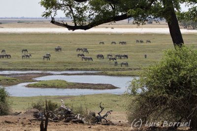 Chobe river front cebras