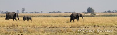 Chobe River front elefantes