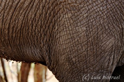 Chobe River front elefante
