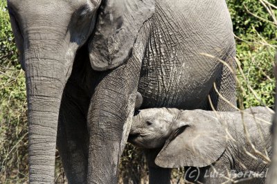 Chobe River front elefante2